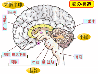 脳の図