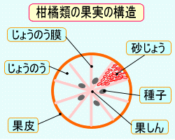 柑橘類 健康食品 健康 医療館