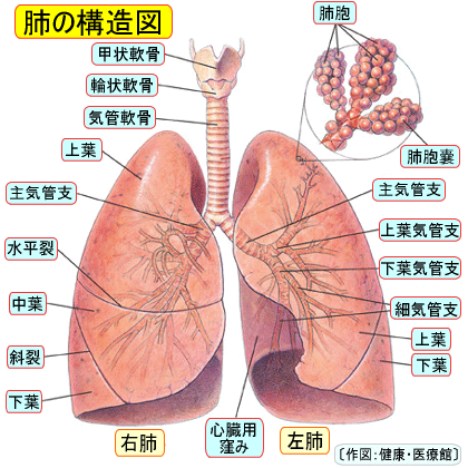 肺の構造図