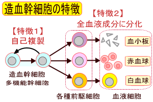 造血幹細胞が分化する特徴模式図