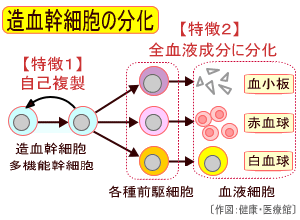 造血幹細胞の分化