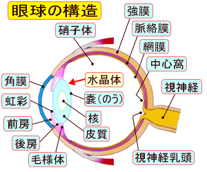 眼球の構造説明図