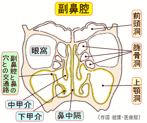 鼻の構造図