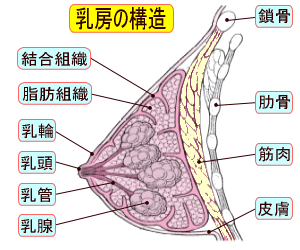 乳房の構造図
