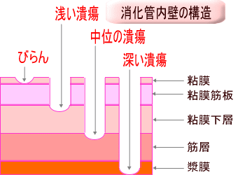 消化管内壁の図