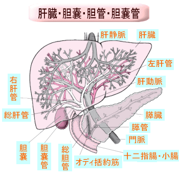 肝臓・胆嚢・肝管・胆管