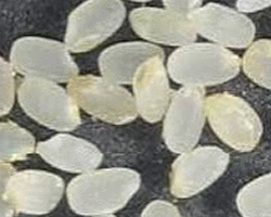 胚芽米の写真