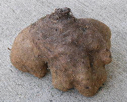 大薯の写真