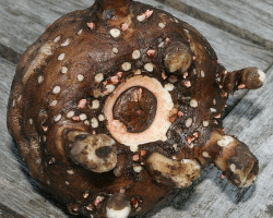 コンニャク芋の写真