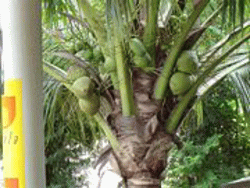ココナッツの写真