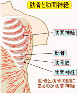 肋骨と肋間神経