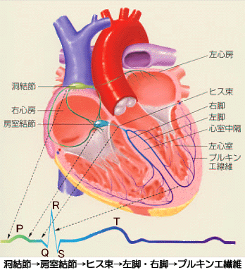 心臓の刺激伝送系