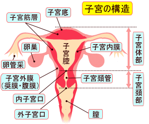 子宮筋腫 女性の病気 体の病気 健康 医療館